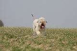 LAGOTTO 066
